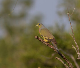 Orange-breasted green pigeon; bird resting on a branch; bird perched on a branch; pigeon resting on a branch; green pigeon