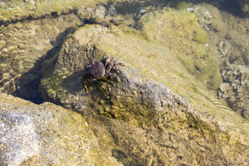 krebs auf einem felsen