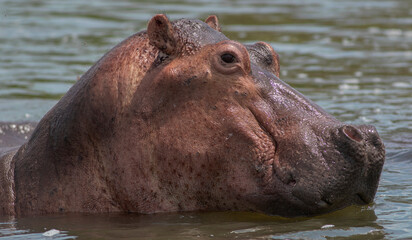 hippopotamus in water; smiling hippo; hippo in the water; hippo head; head of a hippo; hippo close-up; hippo from the Nile; hippopotamus from Nile river, Murchison falls National Park, Uganda	