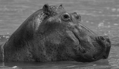 Black and white hippo; b&w hippo; monochrome hippo from the Nile; head of a hippo; hippo close-up; hippo from the Nile; hippopotamus from Nile river, Murchison falls National Park, Uganda	