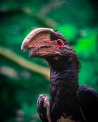 Low-angle vertical portrait of a Trumpeter hornbill with the green background © Leon Dittlof/Wirestock Creators
