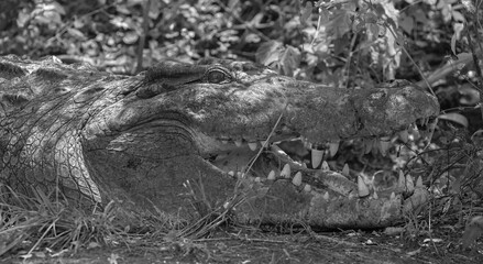  Black and white croc; b&w croc; monochrome croc from the Nile Crocodile; Crocodile with its mouth open basking in the sun; crocodiles resting; Nile crocodile from Murchison Falls Uganda