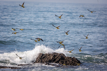 群れで飛来して海水を飲むアオバト（神奈川県大磯町照ヶ崎海岸）