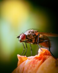 Selective focus shot of a housefly standing on a fruit