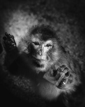 Greyscale shot of a Barbary macaque leaning on glass with hands in the zoo