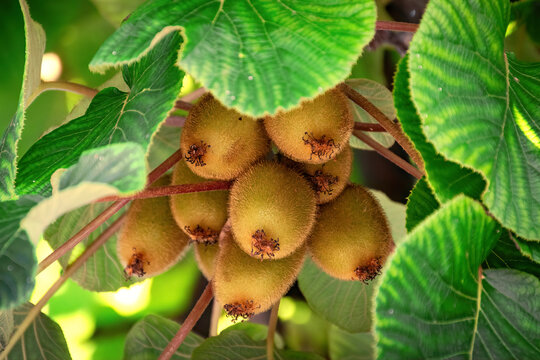 Fresh kiwi fruit known also as Chinese gooseberry on tree growing