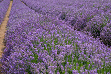 Naklejka na ściany i meble Beautiful landscape of lavender field. Lavender field in sunny day. Blooming lavender fields. Excellent image for banners and advertisements.