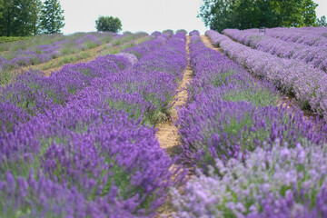 Naklejka na ściany i meble Beautiful landscape of lavender field. Lavender field in sunny day. Blooming lavender fields. Trees and sky in background. Excellent image for banners and advertisements.