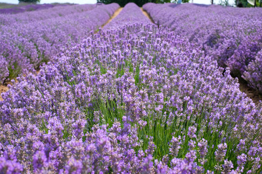 Beautiful landscape of lavender field. Lavender field in sunny day. Blooming lavender fields. Excellent image for banners and advertisements.