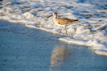 Obraz premium sandpiper in surf