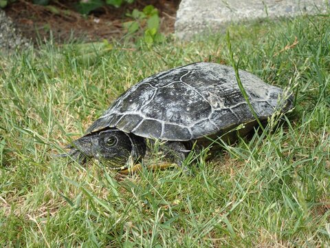 Closeup shot of a cute turtule on the grass
