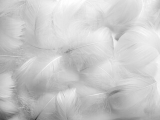 Obraz premium White fluffy bird feathers. Beautiful fog. A message to the angel. The texture of delicate feathers. soft focus
