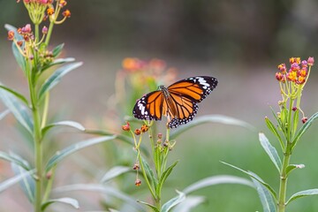 Injured common tiger butterfly on a milkweed flower