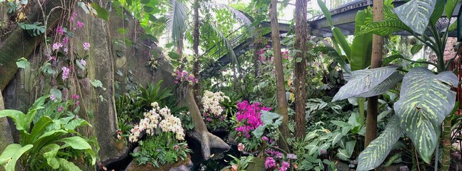 Variety of colorful orchids in the botanical garden.