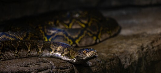 Closeup of Reticulated python slithering on the ground