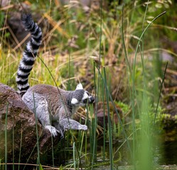 Side view of adorable ring-tailed lemur sitting on the stone chewing on plants © Trikiphotography/Wirestock Creators