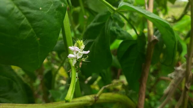 Closeup shot of a cluster bean plant - Cyamopsis tetragonoloba