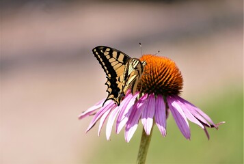 Beautiful butterfly and pink echinacea flower