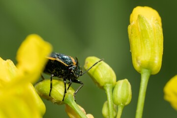 Closeup of a Twice-stabbed stink bug perched on a plant