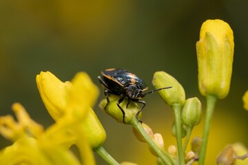 Closeup of a Twice-stabbed stink bug perched on a plant