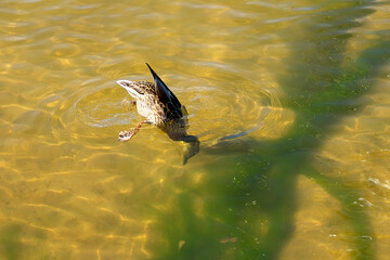 The duck dives for food and feeds on algae from the bottom