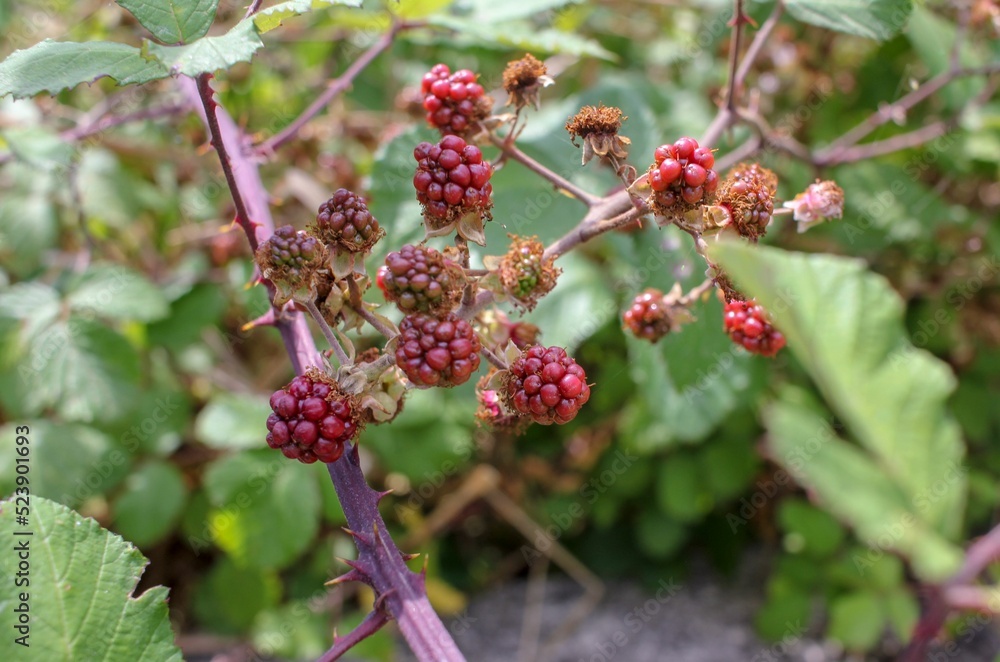 Poster wild blackberries in the process of getting mature