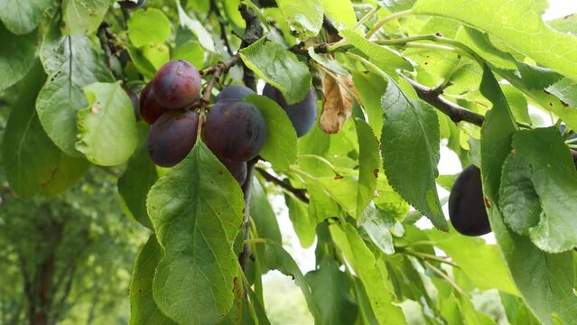 Ripe Damson Plums On Tree