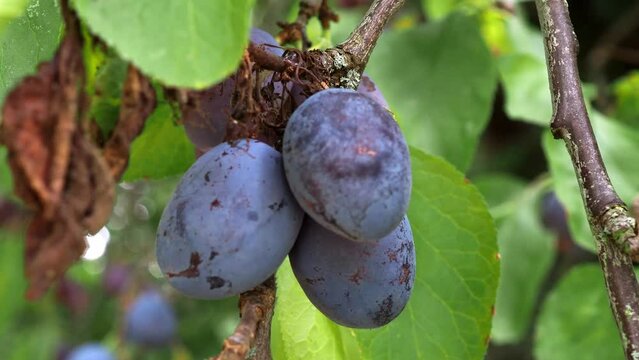 Ripe Damson Plums On Tree
