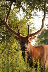 Majestic Bull Male Elk with Antlers in the Morning Light