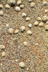 Group of seashells on the rock. Background