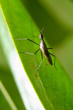 Toxorhynchites Bilder Durchsuchen 27 Archivfotos, und