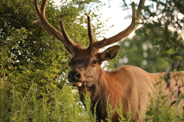 Naklejka na ściany i meble Majestic Bull Male Elk with Antlers in the Morning Light