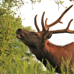 Majestic Bull Male Elk with Antlers in the Morning Light