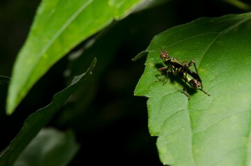 Closeup of Erianthus versicolor on a leaf.