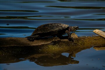 Red-Eared Slider sitting on the wooden log in the lake on a sunny day