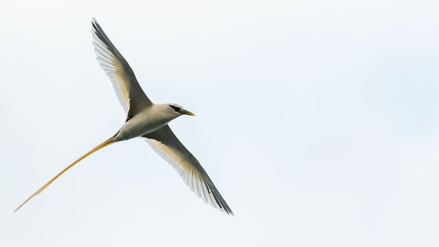 white-tailed tropicbird, bird flying