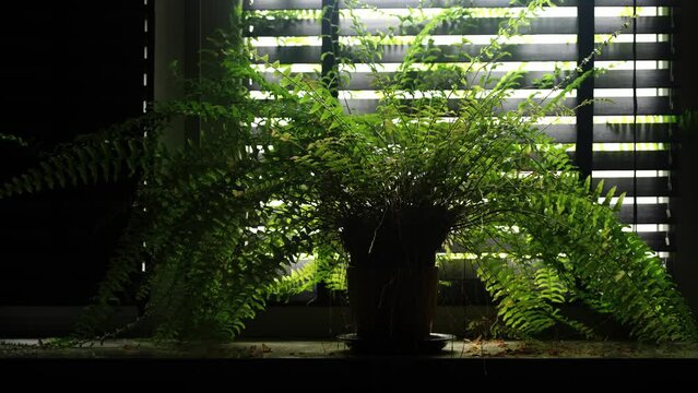Sword fern plant in front of exposing window blinds