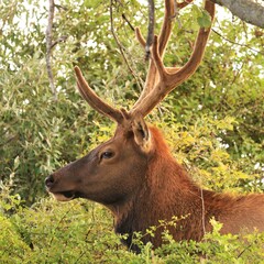 Majestic Bull Male Elk with Antlers in the Morning Light