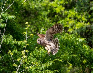 Brown owl flying against lush green trees