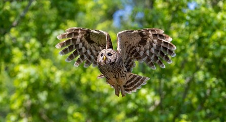 Brown owl flying in a lush green forest