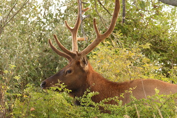 Majestic Bull Male Elk with Antlers in the Morning Light