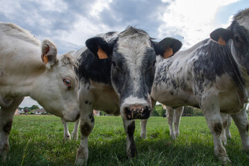 a group of multi-colored black and white cows graze in a corral on green grass
