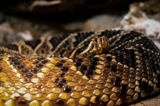 Closeup of a dangerous Bothrops alternatus snake coiled on stones in forest