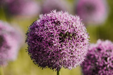 Macro shot of the purple Allium