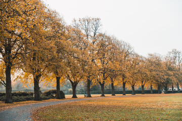 Autumn trees in a park