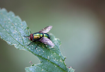 Eine Fliege sitzt auf einer Pflanze. Nahaufnahme einer Fliege.