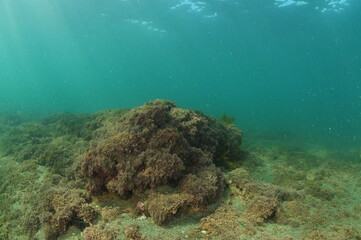 Rugged seabed in shallow water covered with short brown algae and coarse sand. Location: Leigh New Zealand
