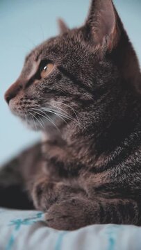 Grey cat lying on the couch