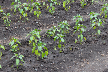 Pepper sprouts in the ground in the garden