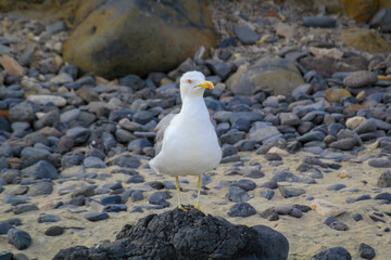 Portrait von Möwen an der See, am atlantischen Ozean.
